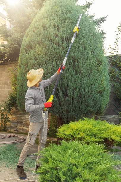 How Our Tree Care Process Works  in Schuyler, NE